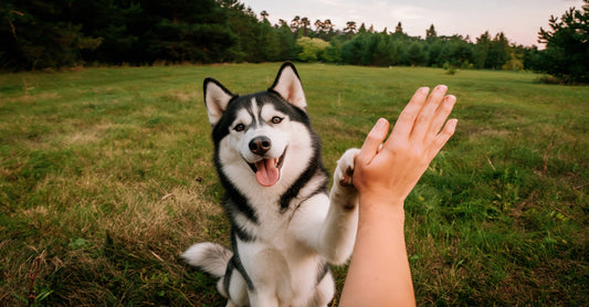 How Goats Milk Can Benefit Your Dog
