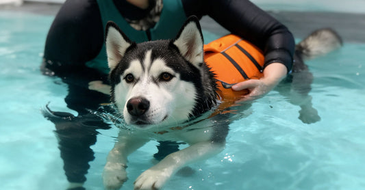 Boredom Busters: Activities for You and Your Dog