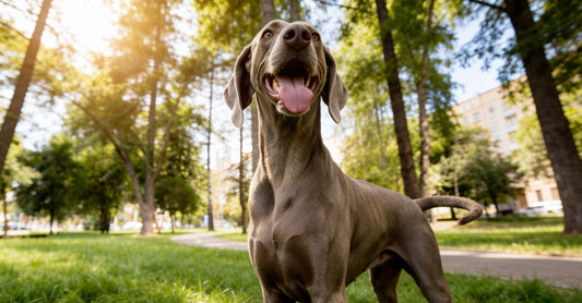 The Ultimate Guide to Raw Feeding: How to Transition Your Dog Safely